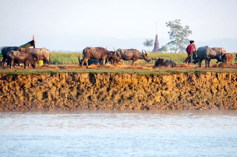 Farmers on the Kaladan River, Mrauk U, Rakhine State, Myanmar